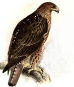 aigle de bonelli