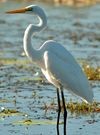 aigrette grande