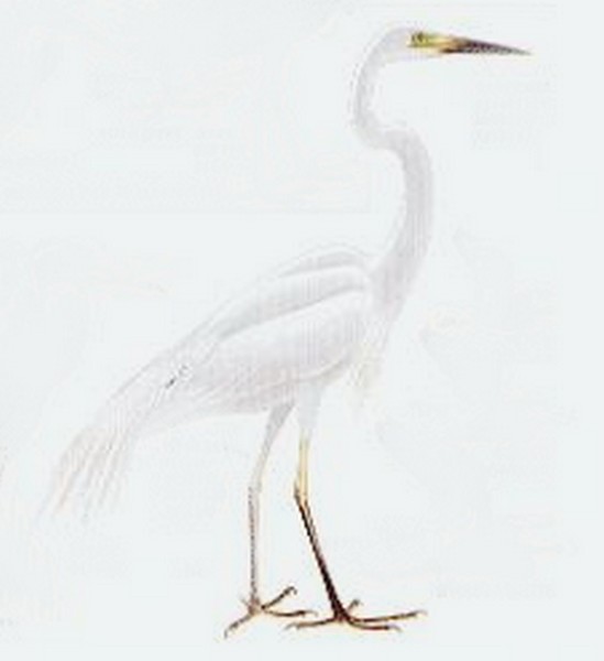 grande aigrette 2