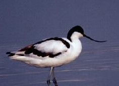 avocette elegante