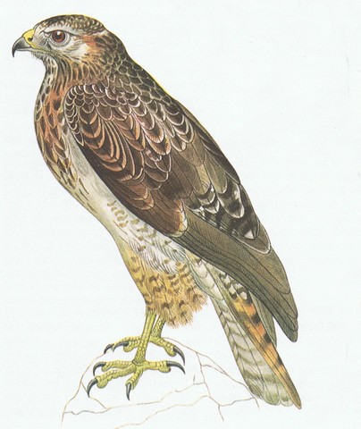 buse variable