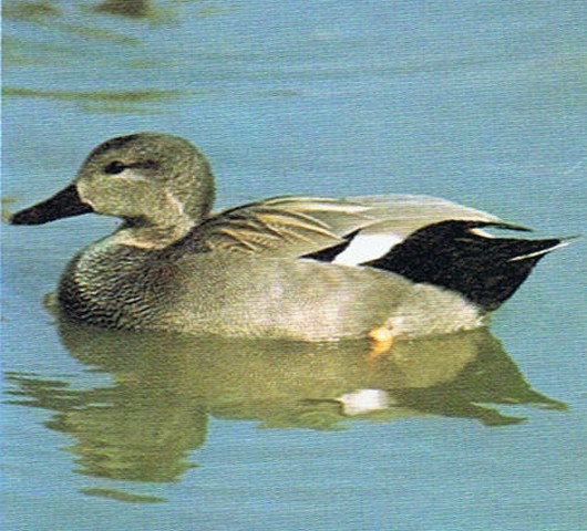 canard chipeau