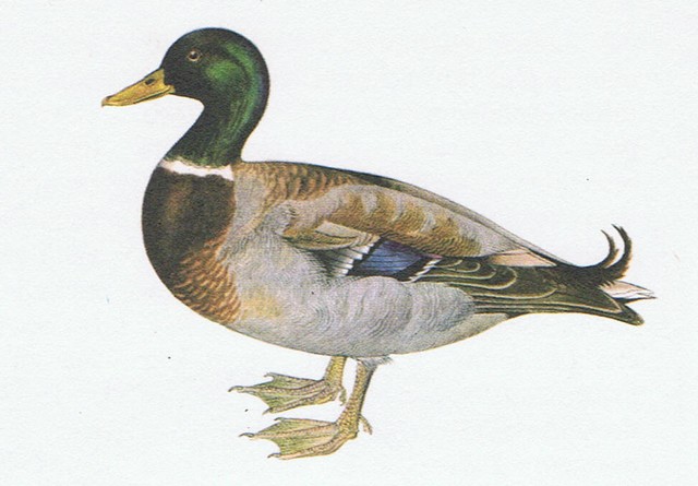 canard colvert2