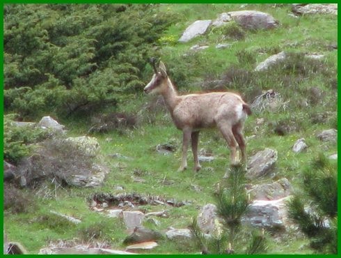 chamois