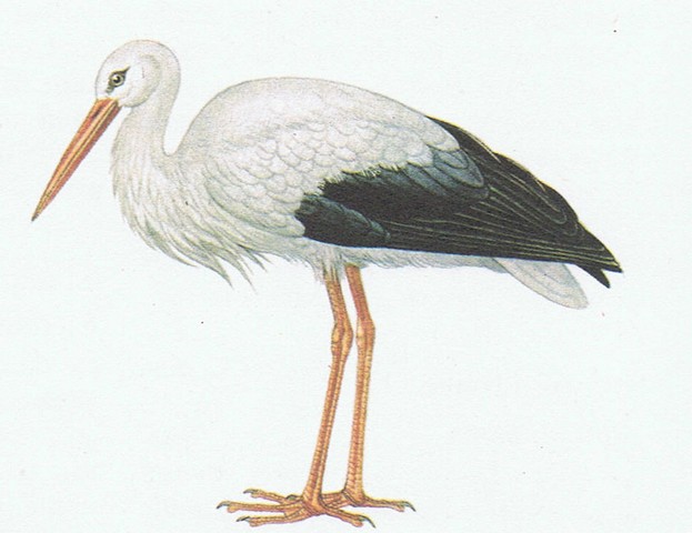 cigogne blanche