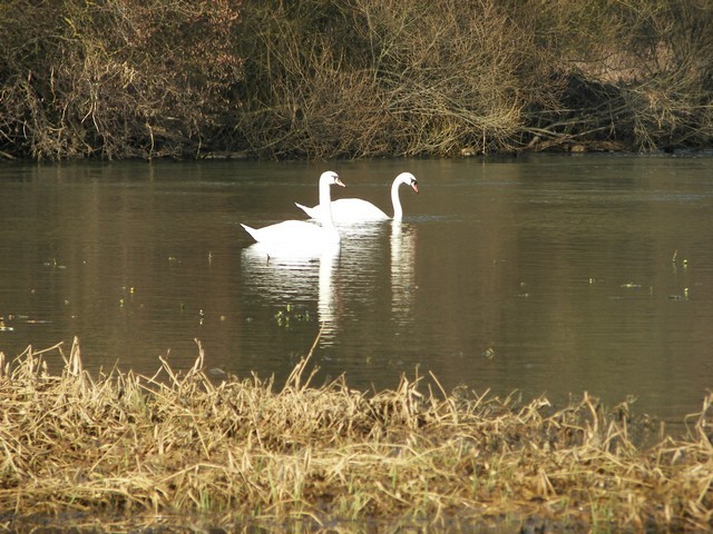 cygne