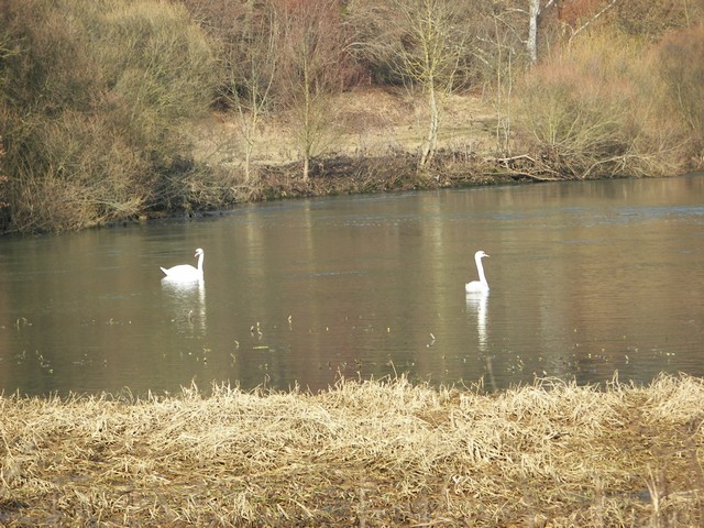 cygne2