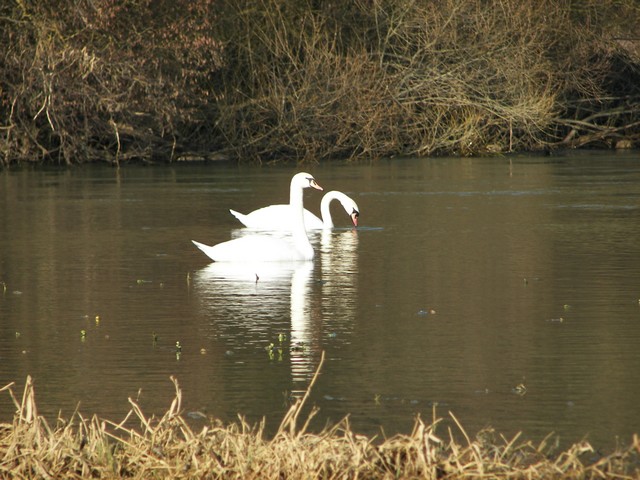 cygne3