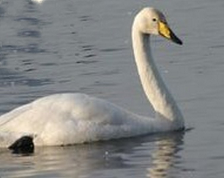 cygne chanteur