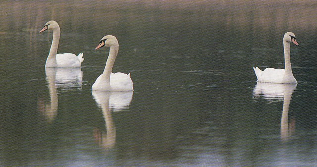 cygne tubercule