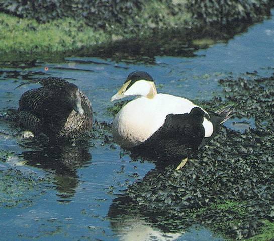 eider a duvet