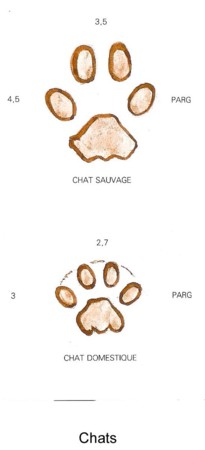 Chat sauvage, mode de vie du mammifère et ses empreintes ou traces