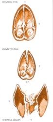 empreinte
                    chevreuil