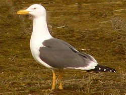 goeland brun