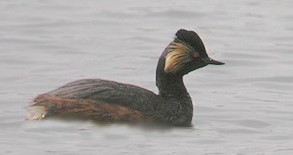 grebe a cou noir