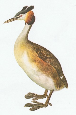 grebe huppe