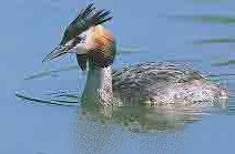 grebe huppe2