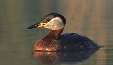 grebe jougris