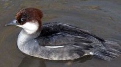 harlepiette femelle