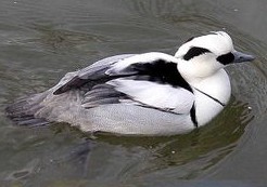 harlepiette male