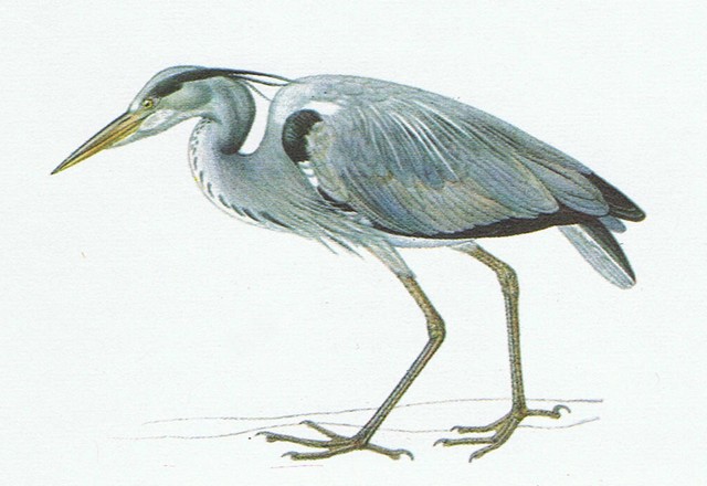 heron cendre