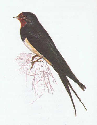 hirondelle rustique