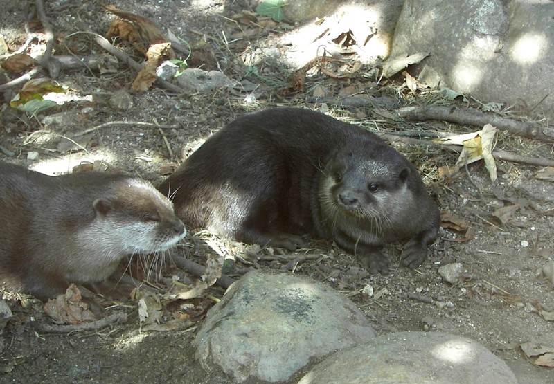 loutre