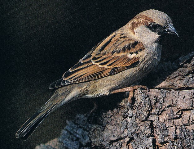 moineau domestique2