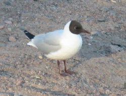 mouette rieuse 3