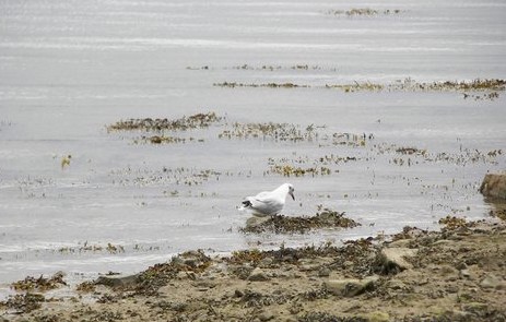 mouette rieuse4