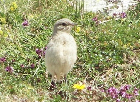 niverolle alpine