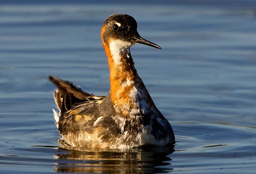 phalarope a bec etroit