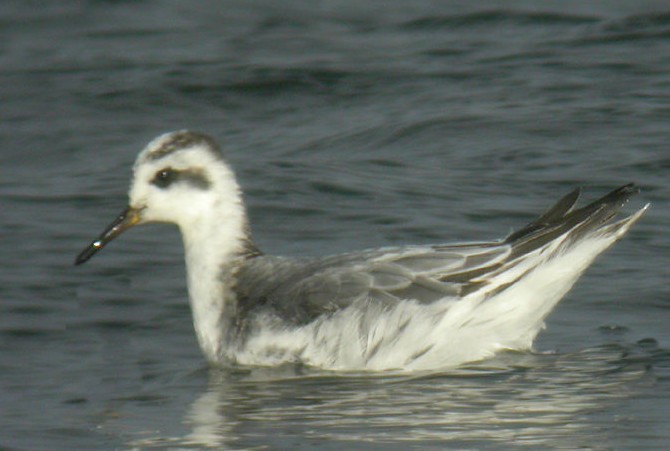 phalarope a bec large