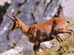 chamois1