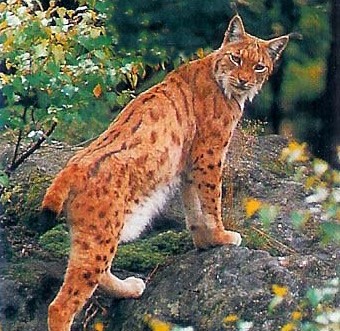 Lynx1