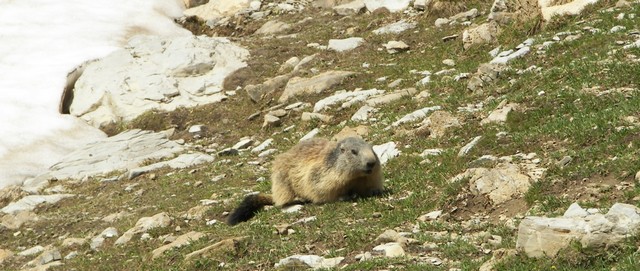 marmotte2