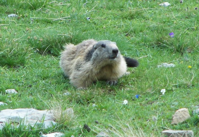 marmotte3