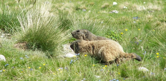 marmotte4