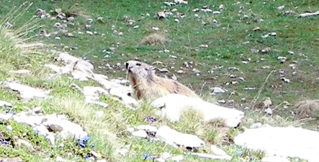 marmotte5