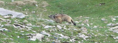 marmotte6