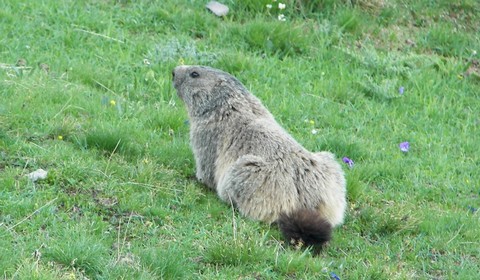 marmotte9