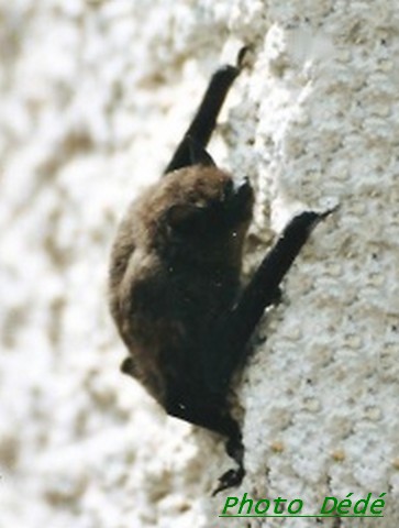 pipistrelle