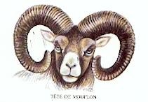 tete de mouflon