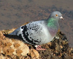 pigeonbizet