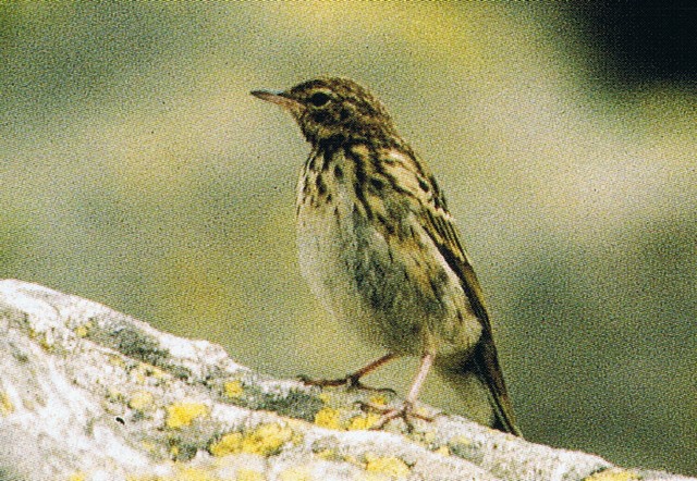 pipit des arbres