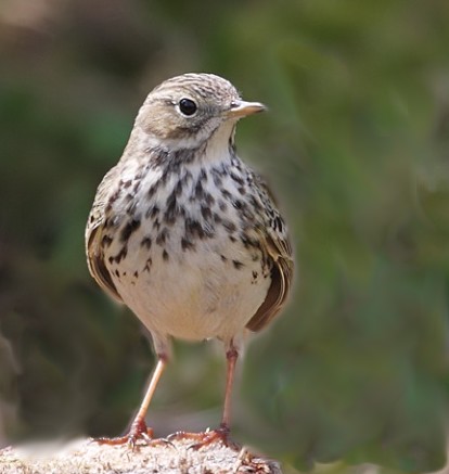 pipit farlouse