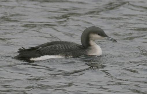 plongeon arctique