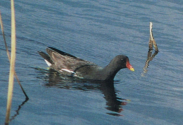 poule d eau