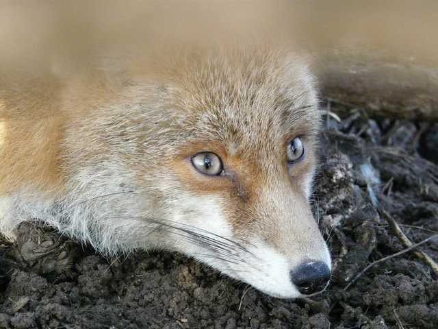 renard