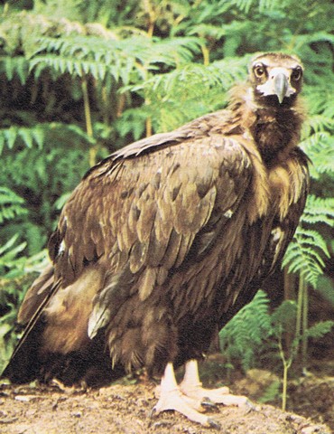 vautour moine